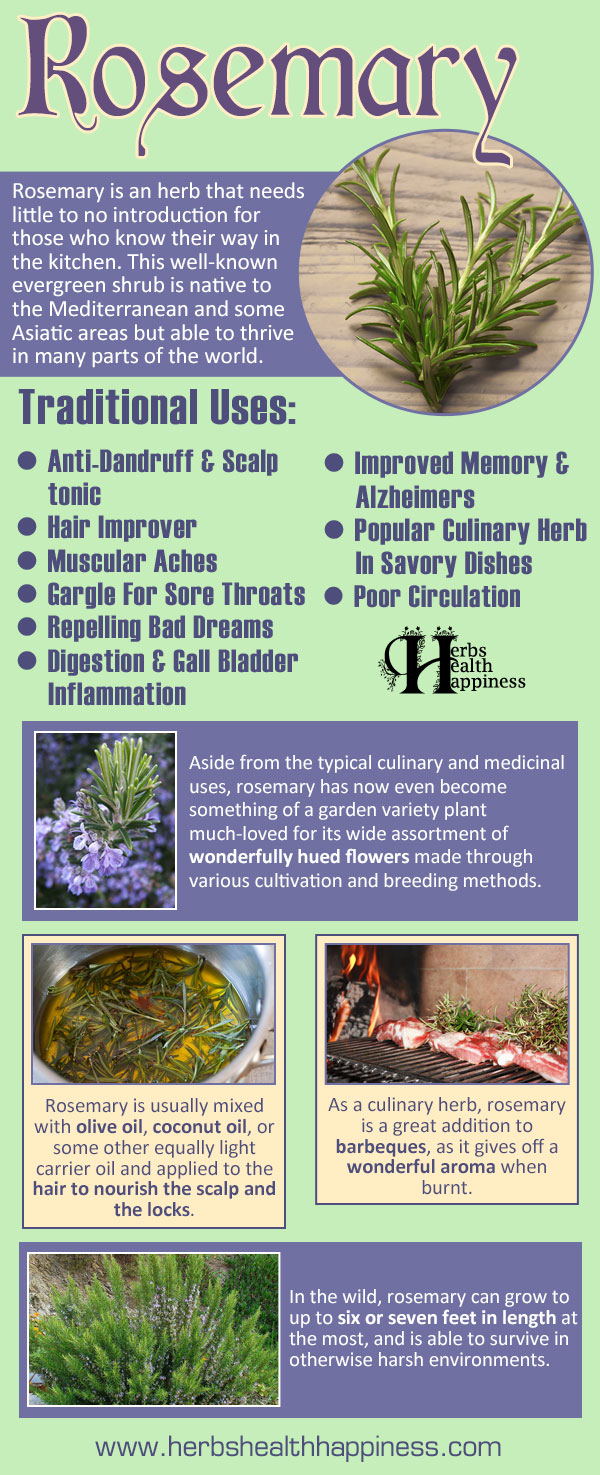 Medicinal Plants Rosemary Uses