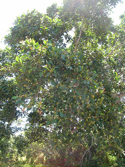 Indian Laurel