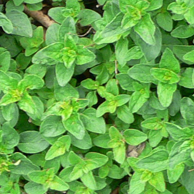 Marjoram